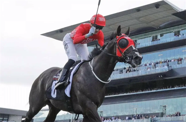 马主替“满志”买下两年澳大利亚巅峰赛出赛权 大陆马.png