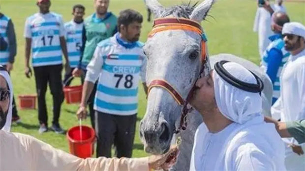 赛前给爱马注射兴奋剂致其死亡,阿联酋马术骑手被禁赛20年 大陆赛马网.jpg