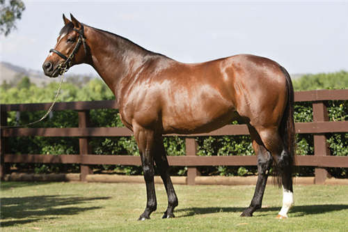 因英镑贬值 库摩降低大部分种公马配种费_副本.jpg