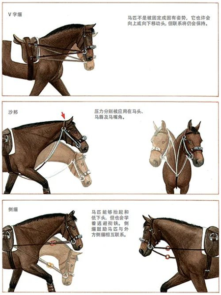 青马课堂:调教索训练——训练辅助 大陆马.jpg