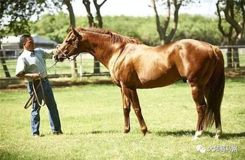 美国马王“加州铬”父亲配种时去世:“加州铬”配种订单暴增1.jpg