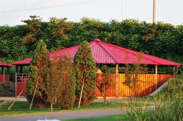 北京威斯恩国际马术设备有限公司:中国马术设备领军企业! 大陆马 (26).jpg