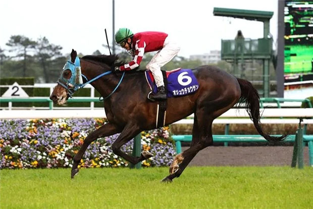 日本史上最强跳栏王“长山之马”创中山障碍大赛马五连胜纪录 大陆赛马网.jpg