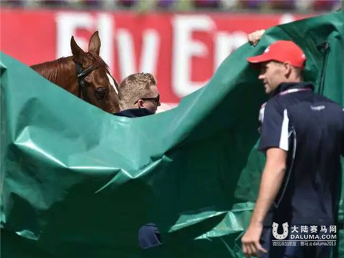 英国赛马“红色礼物”伤重不治被实施安乐死 五度参加墨尔本杯 大陆赛马网 (2).jpg