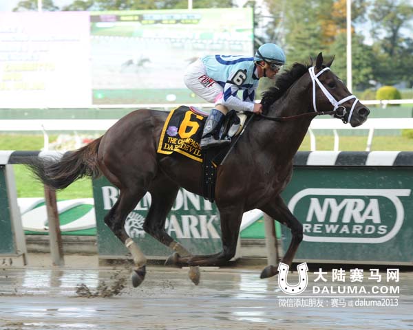 CHC杰士马主俱乐部旗下赛马超胆侠Daredevil 大陆赛马网.jpg
