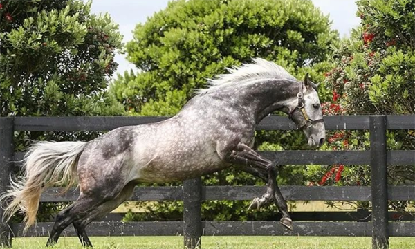 五岁母马成“忠诚汉子”第19匹一级赛冠军子嗣 大陆马.png