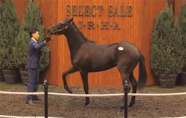 “夏威夷王”子嗣锦标赛93胜 大陆马.png