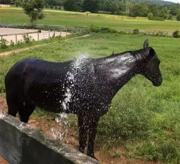 你知道马匹降温冷疗法么? 青马网大陆马.jpg