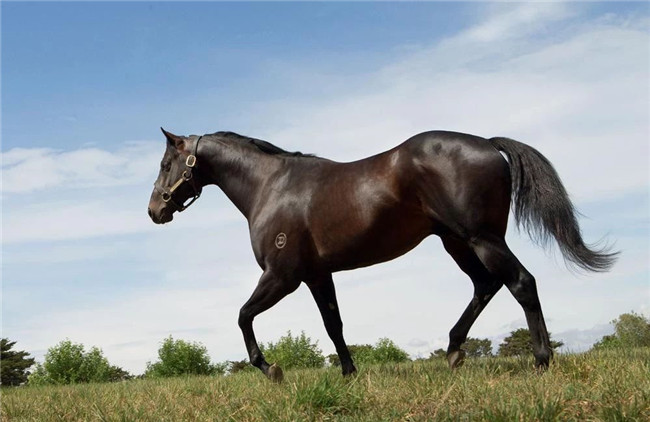 牛福东旗下赛驹“骐骥钻石”新加坡夺首冠!6战1冠2亚2季 大陆赛马网1.jpg