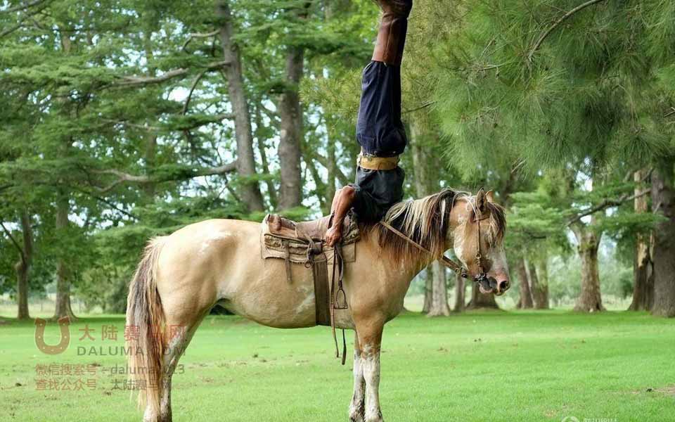 世界上最牛的驯马师：阿根廷“马语者”的催眠马术