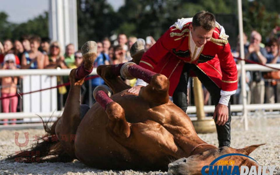 俄罗斯骑兵联合骑术学校举行马术特技表演 马匹亲吻仰卧震惊全场