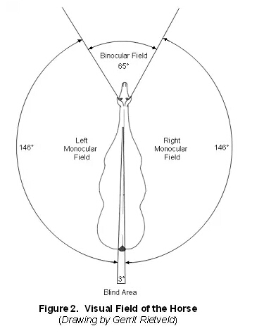 马儿眼中的世界（竟然有360°全景模式）