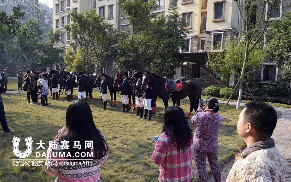 重庆新郎用8匹大黑马迎新娘 引居民穿睡衣围观拍照