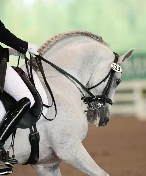 马术技巧：什么叫受衔？怎样做到受衔？