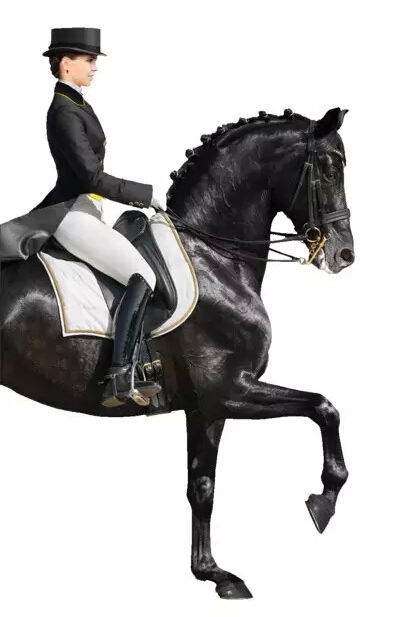 马术技巧：如何做到减轻前驱