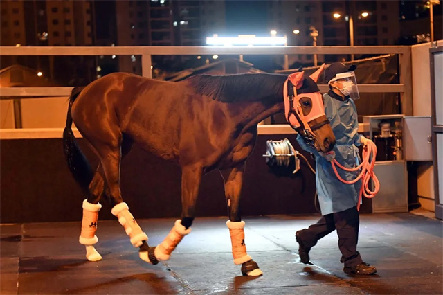 首批参战浪琴表香港国际赛事的日本代表马匹分别从美国及日本抵港